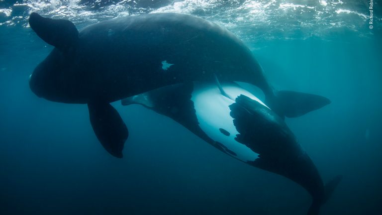 New life for the tohorā by Richard Robinson, New Zealand - Winner, Oceans