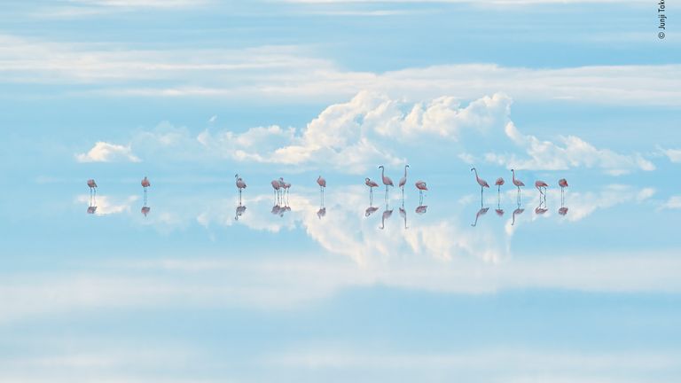 Heavenly flamingos par Junji Takasago, Japon - Gagnant, Natural Artistry