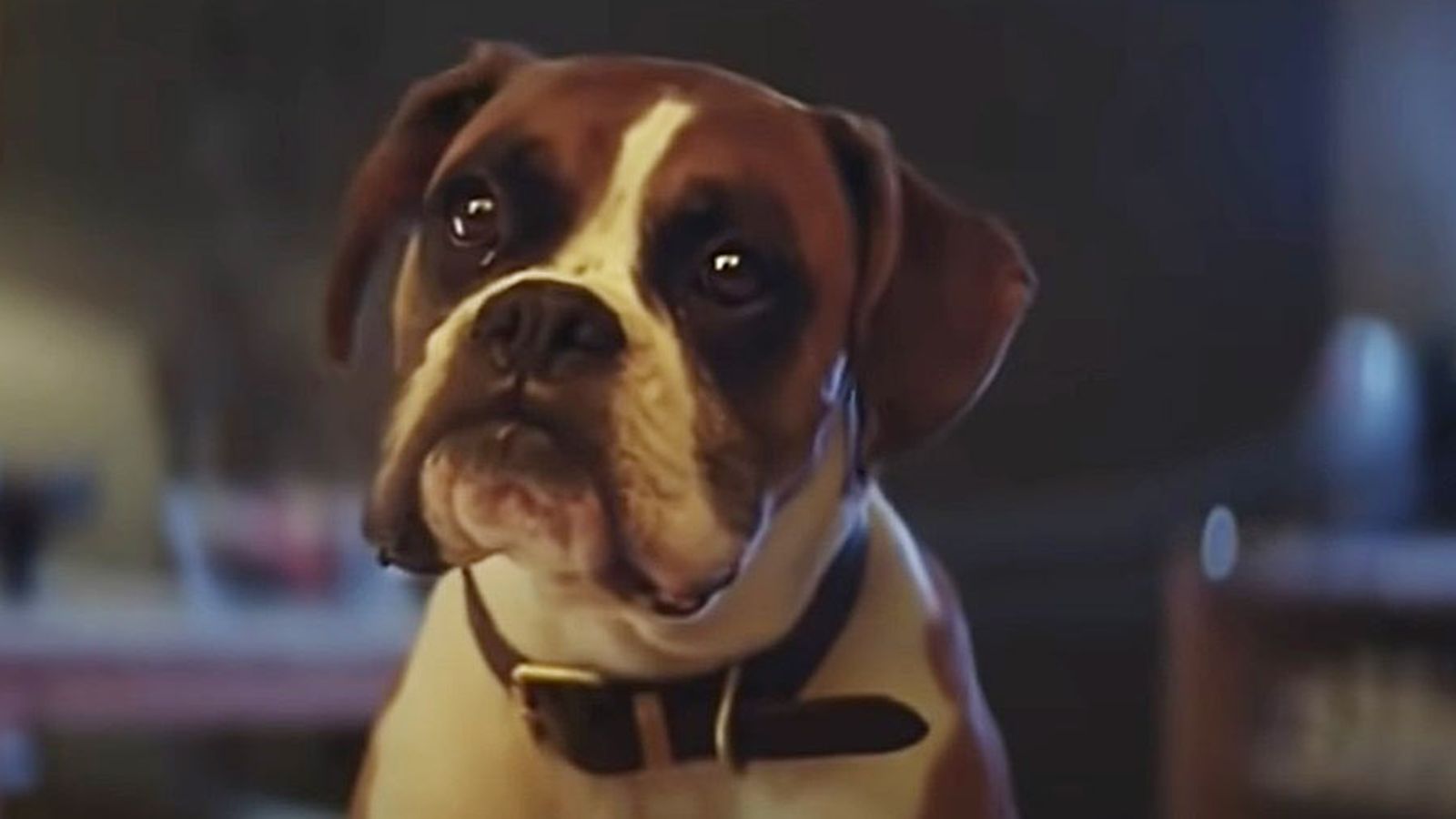 Buster the trampolining dog from John Lewis Christmas advert has died