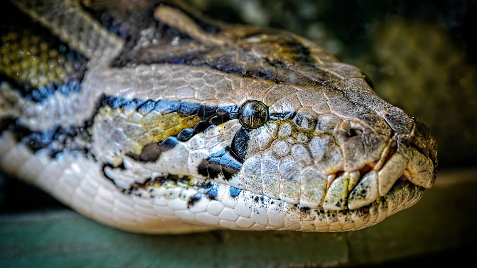 Australia snake attack: Boy bitten and dragged into swimming pool by 10ft python
