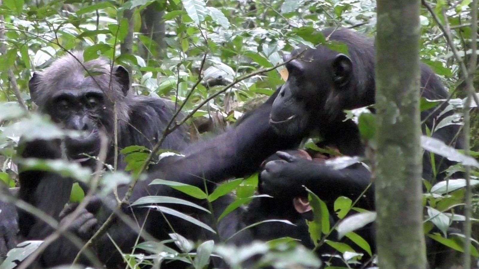 Şempanzeler bir nesneyi paylaşıyor – insanlara özgü olduğunu düşündükleri davranışları gösteriyor |  Dünya Haberleri