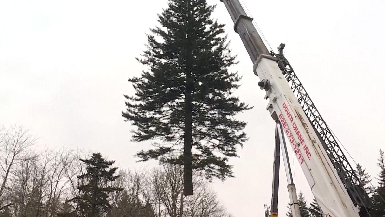 78ft Christmas tree for US Capitol is cut down in North Carolina US