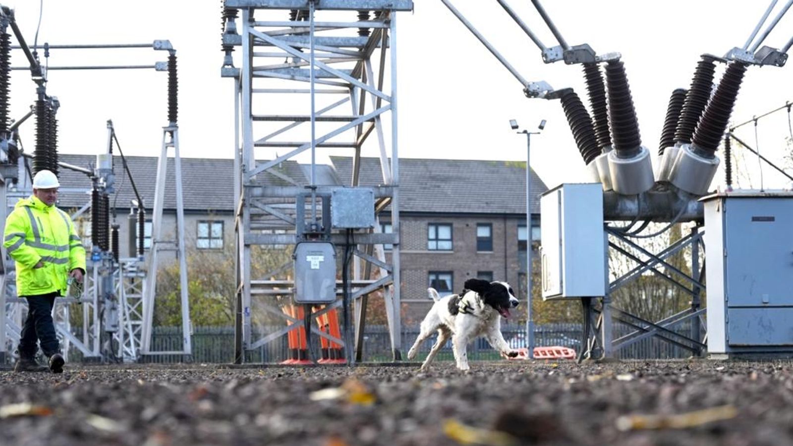 Sniffer dog Jac works for SP Energy Networks helping to keep lights on