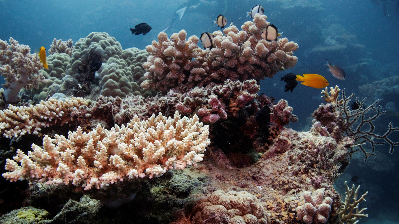 Australia argues against Great Barrier Reef’s recommended endangered status
