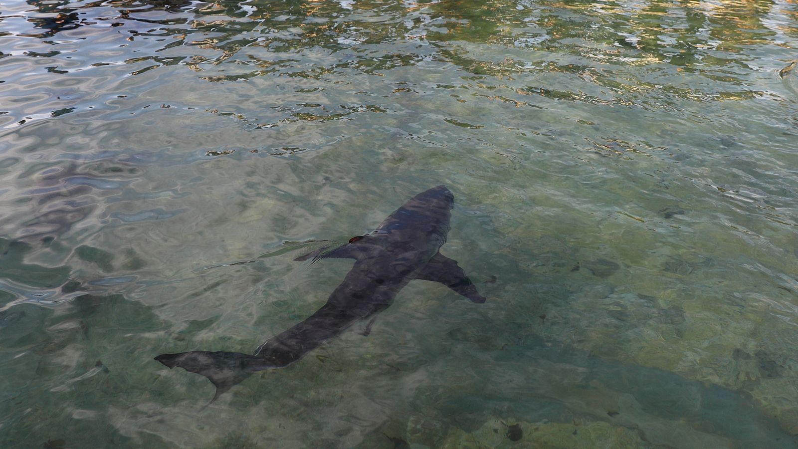 Shark attacks swimmer in waters near San Diego