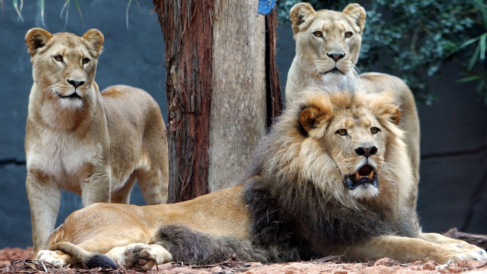 Five lions escape Sydney's Taronga Zoo forcing it to issue 'code one' alert and rush overnight guests to safety