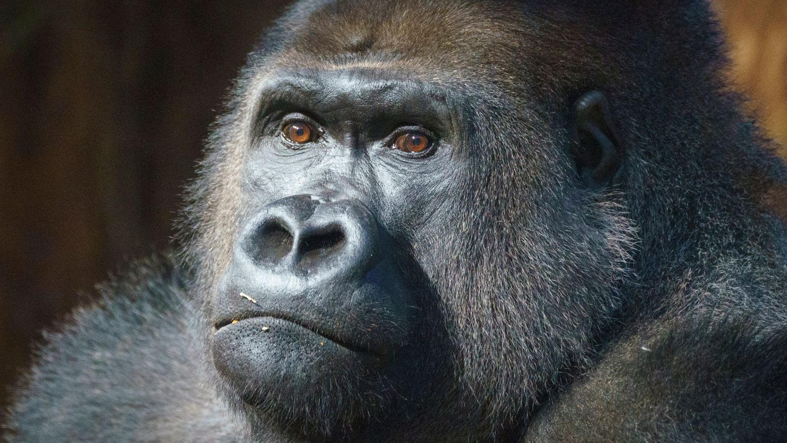 London Zoo welcomes new gorilla Kiburi just in time for Christmas