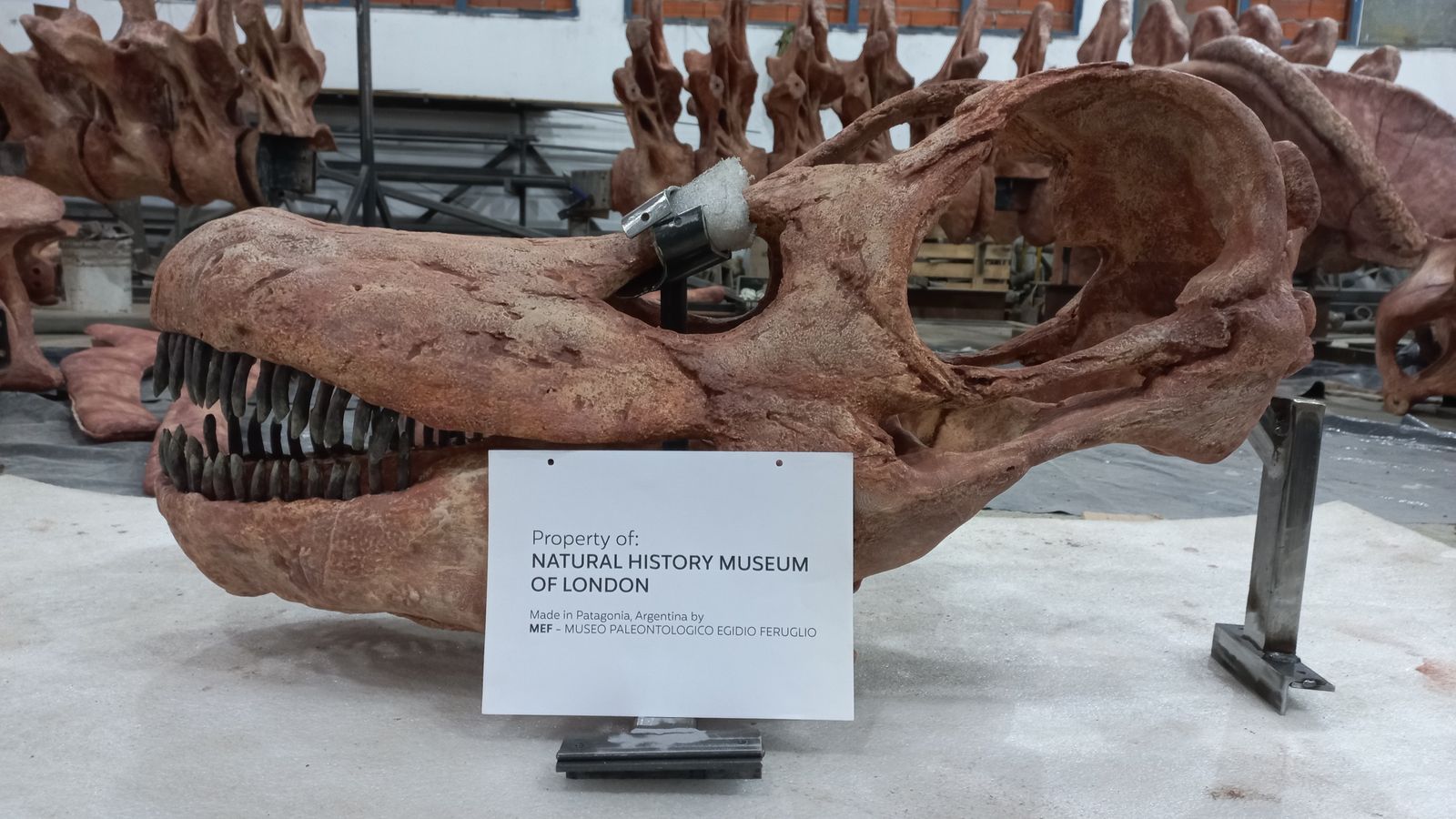patagotitan-mayorum-colossal-dinosaur-that-dwarfs-dippy-the-diplodocus