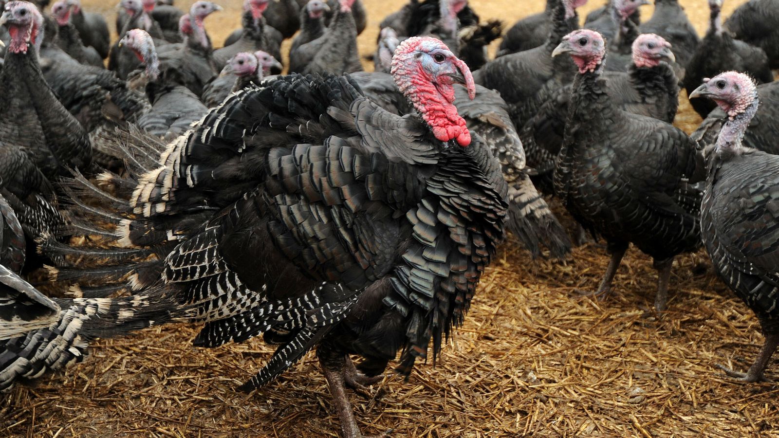 Warnings of a 'big, big shortage' of free range turkeys as bird flu epidemic hits British farms | UK News | Sky News Warnings of a 'big, big shortage' of free range turkeys as bird flu epidemic hits British farms | UK News | Sky News