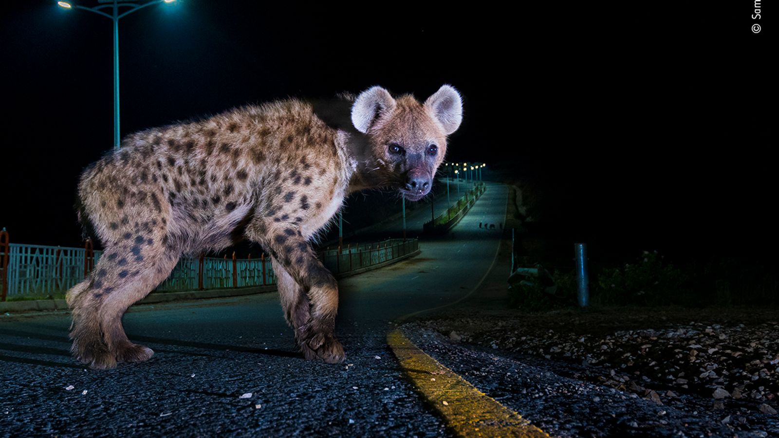 These 25 stunning images are shortlisted for a top wildlife photography ...