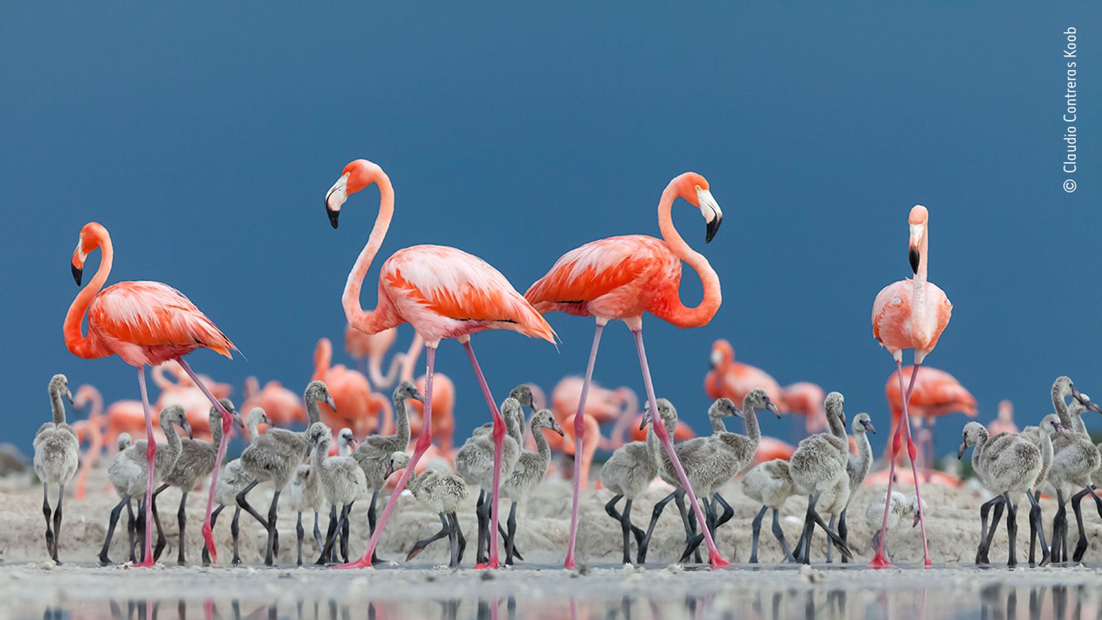 These 25 stunning images are shortlisted for a top wildlife photography ...