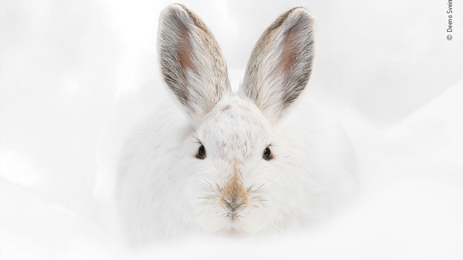 These 25 stunning images are shortlisted for a top wildlife photography ...