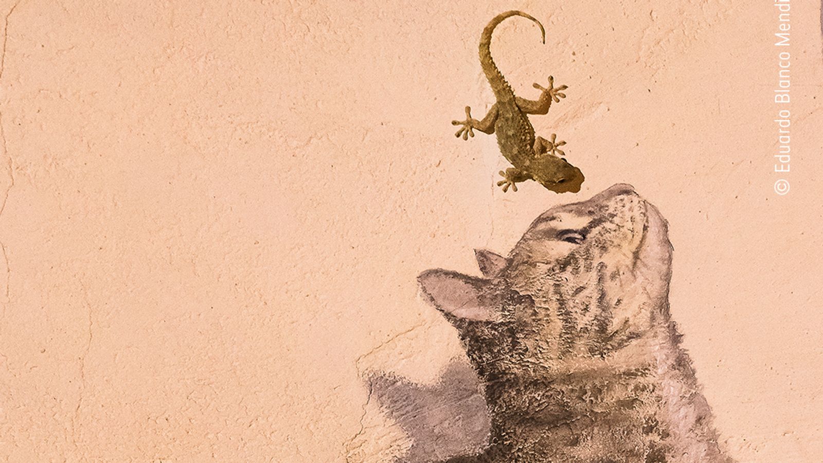 These 25 stunning images are shortlisted for a top wildlife photography ...