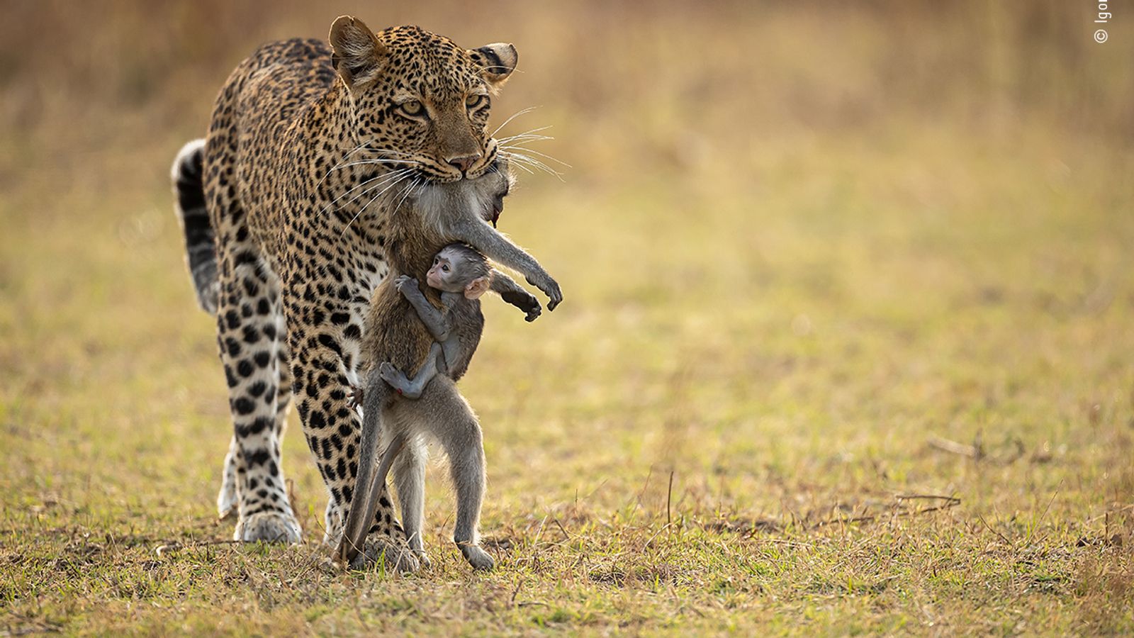 Holding on Skynews-wildlife-photographer_5982598