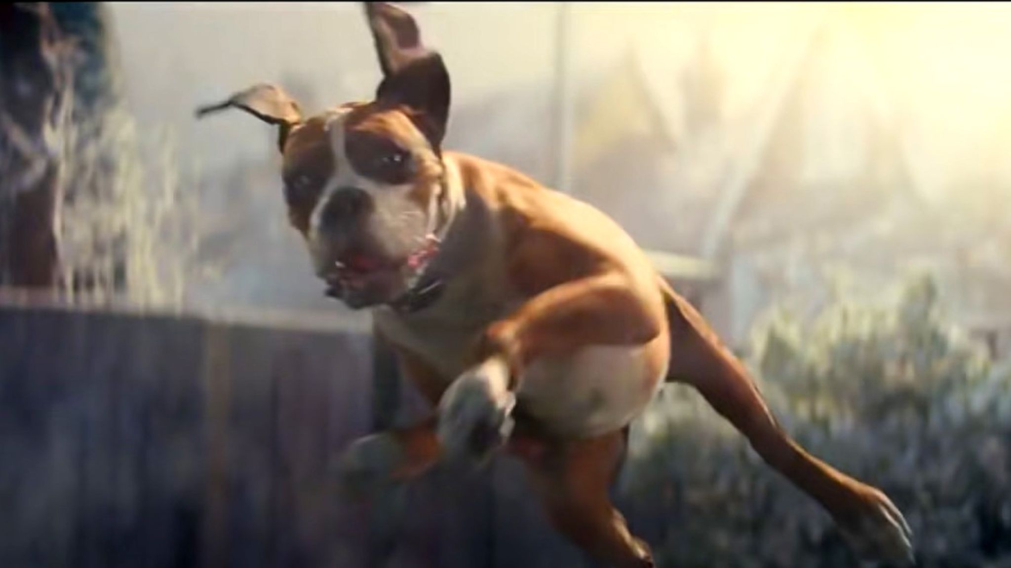 Buster the trampolining dog from John Lewis Christmas advert has died