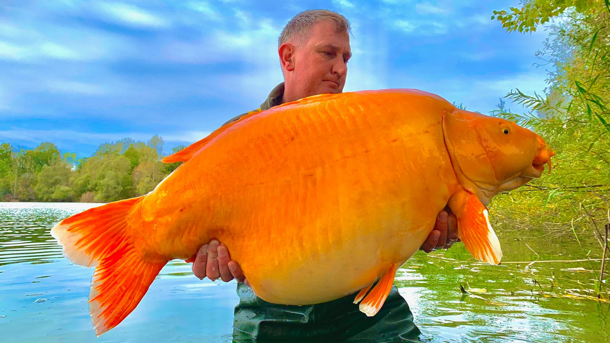 Самого большого карпа. Гигантская Золотая рыбка. Огромный Карп. Оранжевая рыба. Самые большие золотые рыбки.