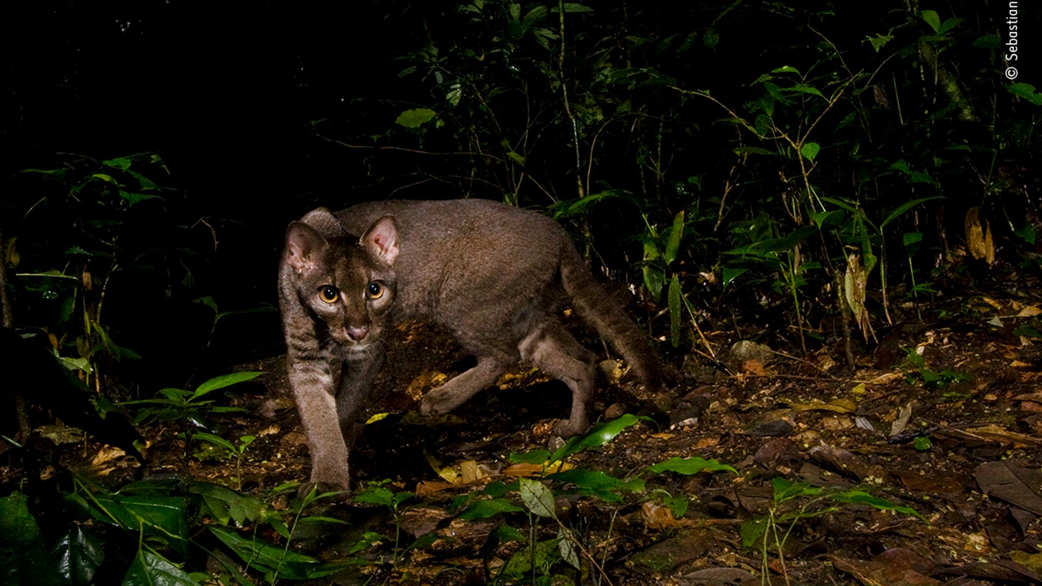 These 25 stunning images are shortlisted for a top wildlife photography ...