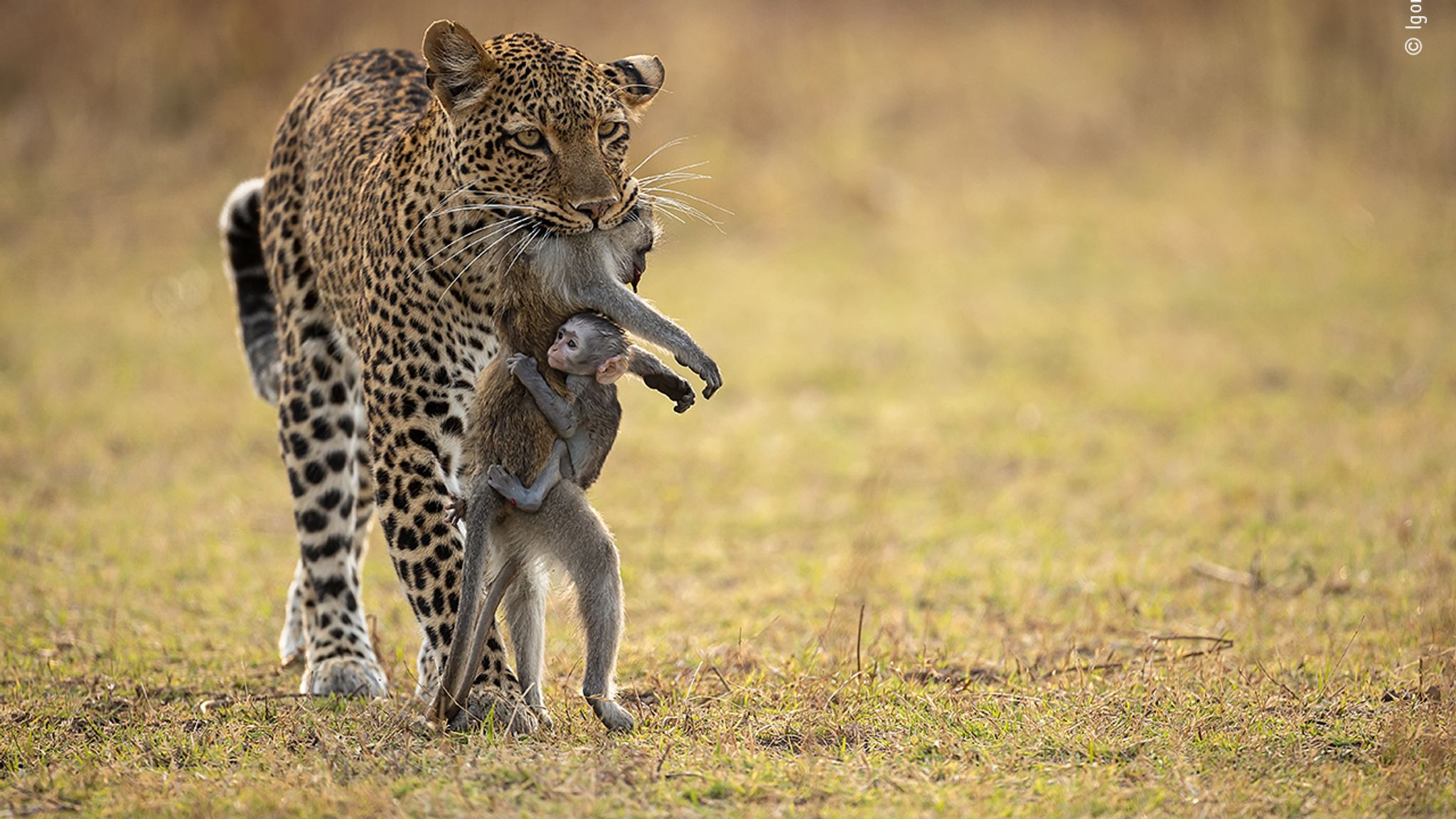 These 25 stunning images are shortlisted for a top wildlife photography ...
