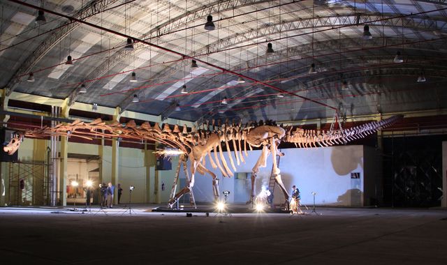 Patagotitan mayorum: Enorme dinosaurio enano Dippy Diplodocus se mostrará en el Reino Unido – MKFM 106.3FM