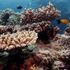 Australia argues against Great Barrier Reef's recommended endangered status