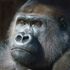 Christmas delivery! Endangered gorilla begins new life in London