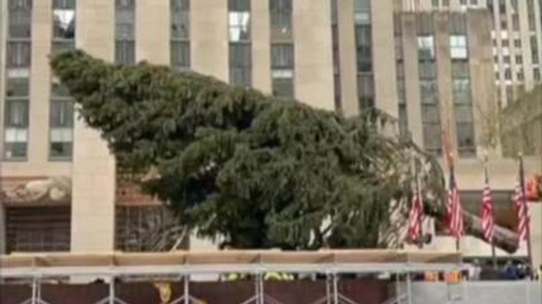 A timelapse video shows the iconic Rockefeller Centre Christmas tree being erected in New York. 
