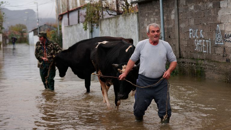 A man leads cows through a flooded street in the village of Kuc near Shkoder, northwestern Albania, Monday, Nov. 21, 2022. Torrential rains that lasted more than 48 hours in the Western Balkans have killed at least six people and damaged agriculture, authorities said. fields and houses were flooded.  Shkoder and Leje regions of Albania are the most affected areas.  (AP Photo/Franz Zhurda)