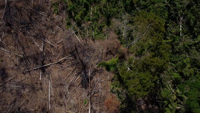 Deforestation in the Amazon Rainforest