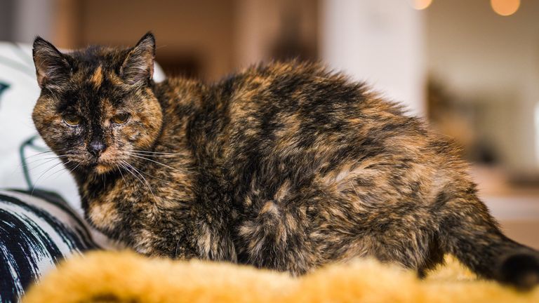 Guinness World Records have recognised Flossie, the world’s oldest living cat