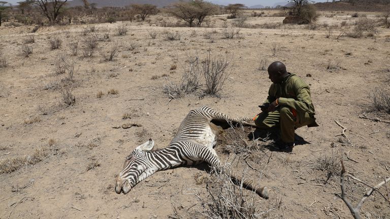 Hundreds of elephants and zebras die during drought in Kenya