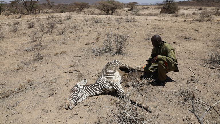 Andrew Letura kneels next to the carcass of an endangered Grevy&#39;s Zebra, in Samburu national park