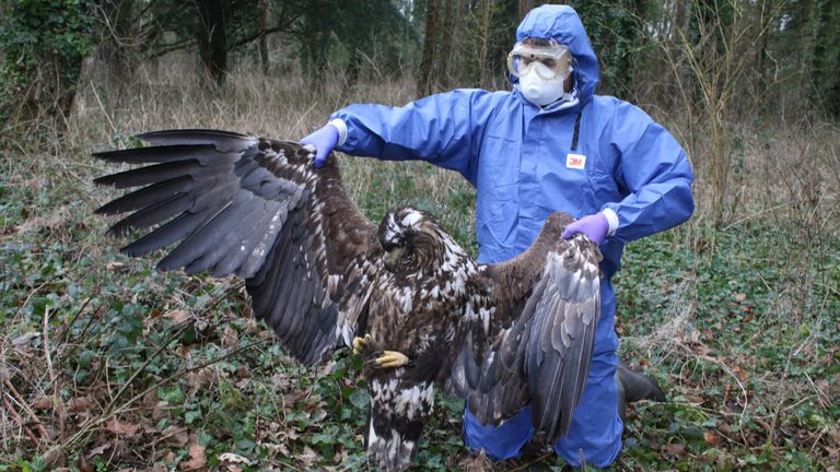 A white-tailed eagle found dead in Dorset