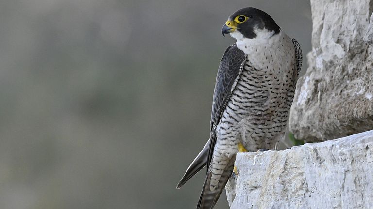 A peregrine falcon perched on a cliff ledge
