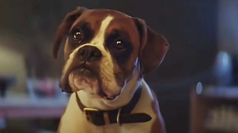 Biff as Buster the trampolining dog in the 2016 John Lewis Christmas advert. Pic: John Lewis/YouTube