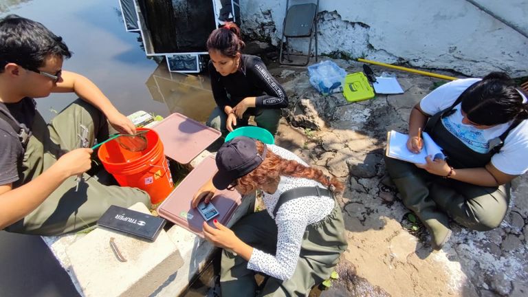 University of Michoacan weighing golden skiffas. Pic: Manfred Meiners