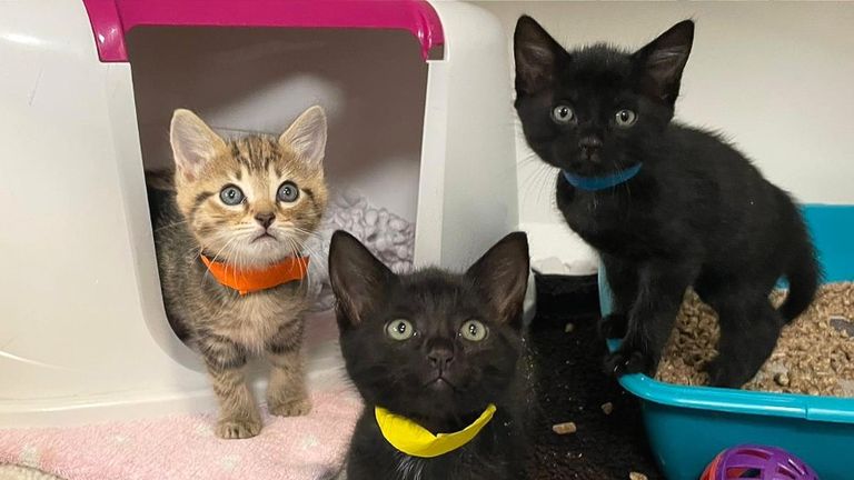 Three kittens were left in their cat carrier in the reception at Blue Cross’s animal hospital in Merton, London. The team at Blue Cross have named them Carrie, Casper and Freddy and they are now in the care of our foster team while they wait for new homes.