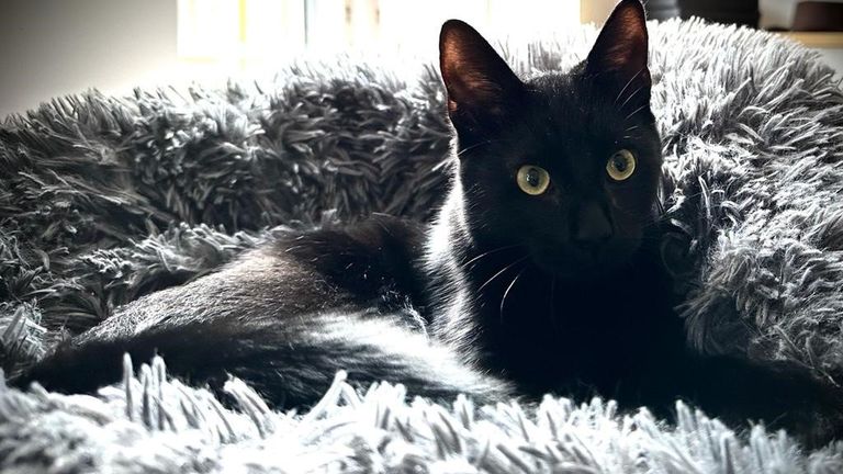 Nine month old cat Parker abandoned in a cat carrier with a note to say they couldn’t afford vet treatment. He’s currently in a Blue Cross foster home while he waits for his new home.