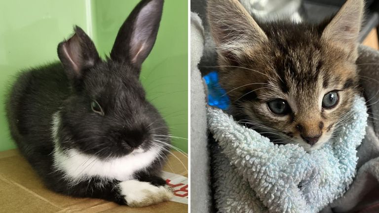 Both Florence the rabbit and Ivy Bell the kitten were found abandoned