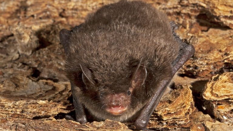 Daubenton&#39;s Bat (Myotis daubentonii)  