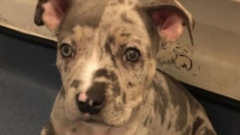 The blue merle American extra-large bulldog, pictured aged two months in November 2021, has yet to be traced 