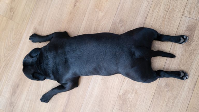 A Staffordshire Bull Terrier displaying fine splooting technique