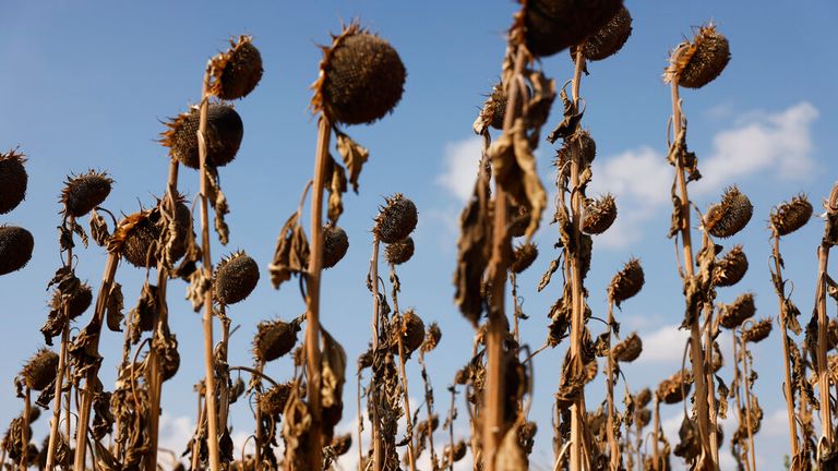 Sunflowers fields are completely dry in the Kochersberg near Strasbourg eastern France, Sunday, Aug. 28, 2022. Parts of the European Union could face three more months of warmer and drier conditions as Europe weathers a major drought that has fueled forest fires, dried up rivers and devastated crops, the 27-nation bloc&#39;s Earth observation program is warning in a report. Pic: AP