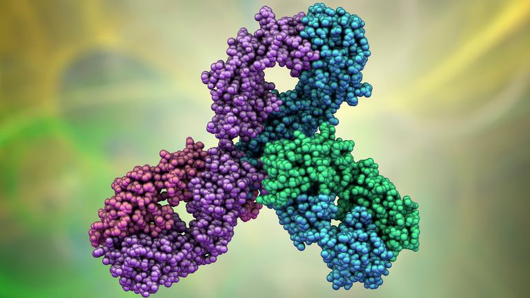 Molecular model of Pembrolizumab, a humanized antibody used in cancer immunotherapy, 3D illustration.It targets the PD-1 receptor on lymphocytes