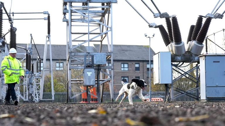 SPEN has been trialling the use of specially trained detection dog Jac, who is able to help identify faults on the power network deep underground. Pic: Scottish Power Energy Networks (SPEN)