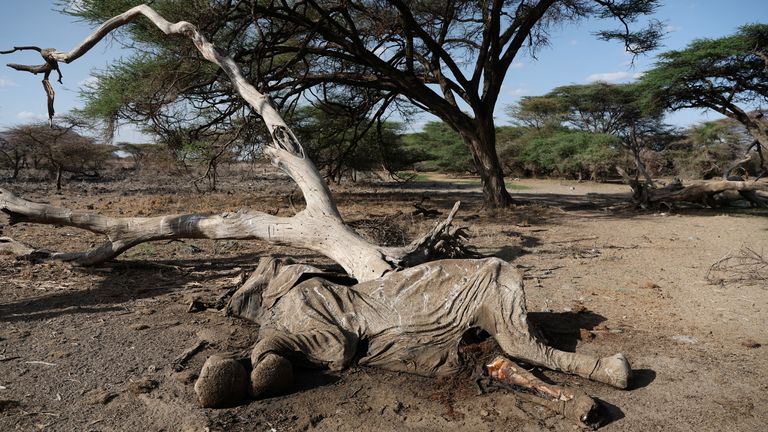 The carcass of an elephant that died during the drought is seen in the Shaba National Reserve, in Isiolo county