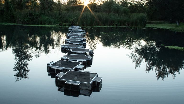 Golden skiffas in pods in preparation for release. Pic: Manfred Meiners