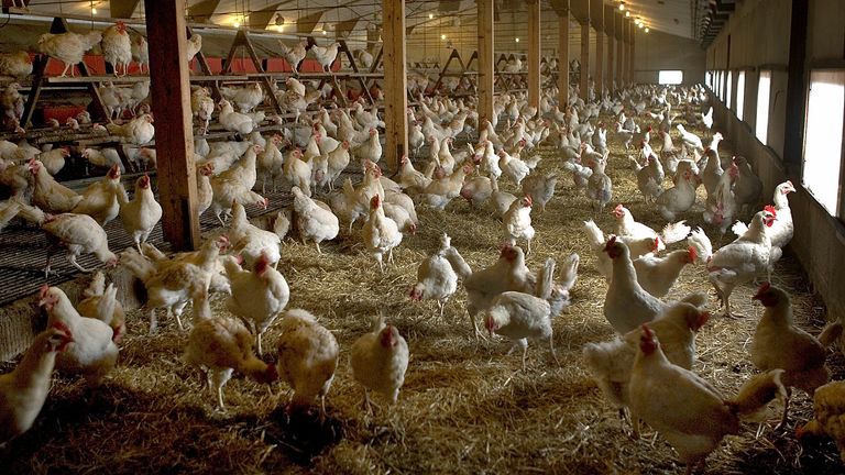 Free range chickens are kept indoors in a free range poultry farm in Ruurlo, the Netherlands, August 23, 2005. REUTERS/Michael Kooren/File Photo