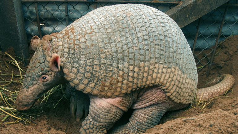 Nine armadillos were infected with leprosy bacteria. Pic: AP