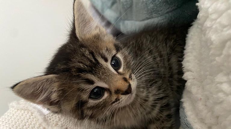 Kitten Ivy-Bell found in a garden at just six weeks old on her own and now in the care of Blue Cross