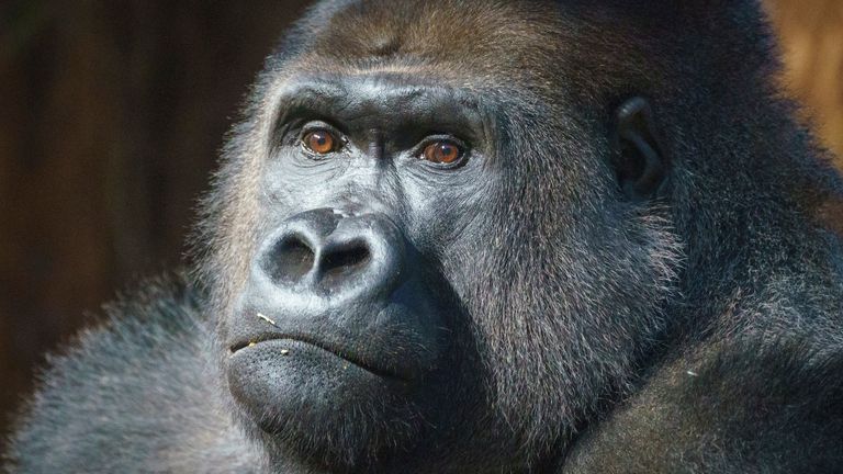 Kiburi is settling into his new home. Pic: ZSL London Zoo